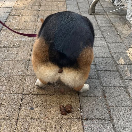 快看！狗屎