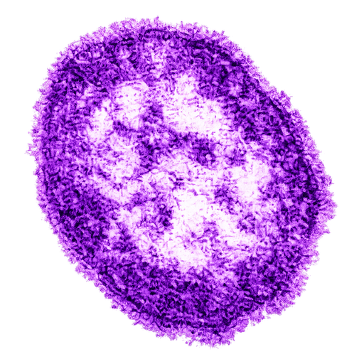 MeaslesVirus