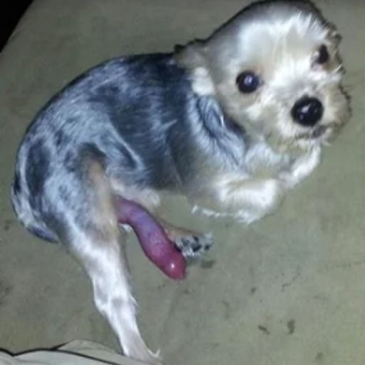 DogDick