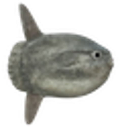 sunfish