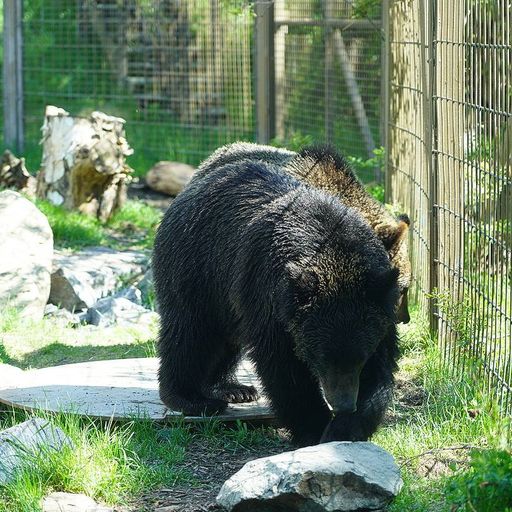 GRIZZLED
