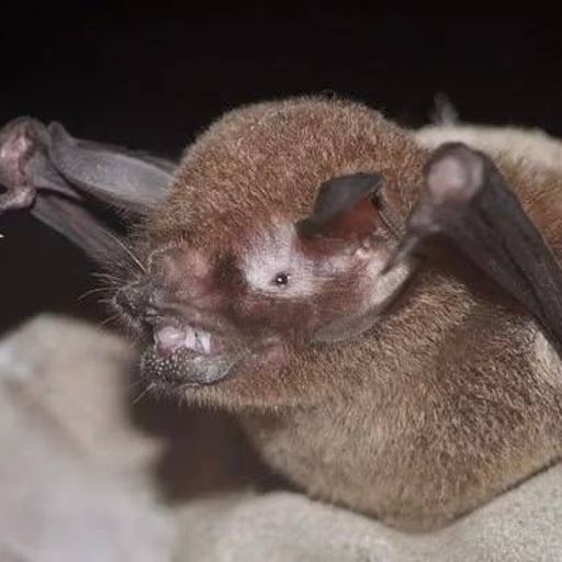 BatCoV