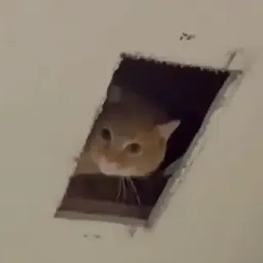 CEILINGCAT