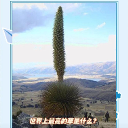 普亚凤梨