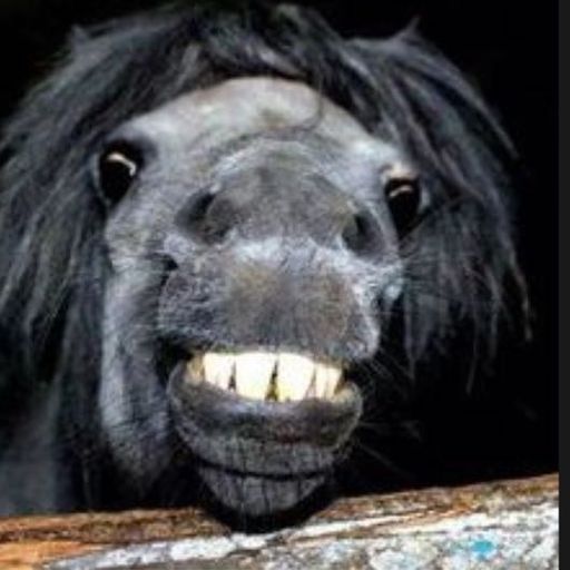 🐴