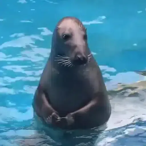 Potato