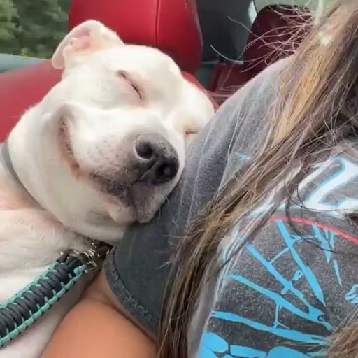 DOGSOFTWITTE