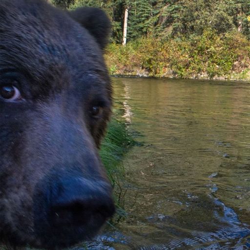 Bearish 