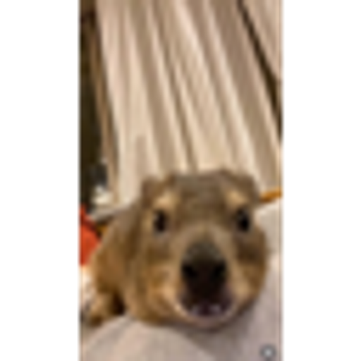 hyrax1