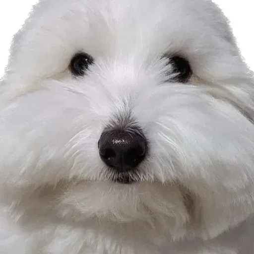 GuаGua