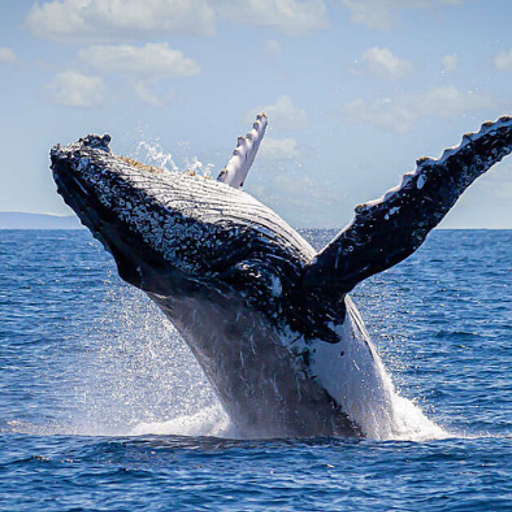 whalewatch