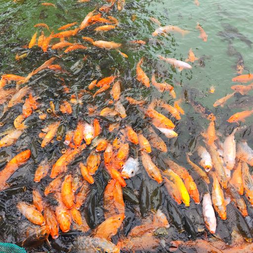 不要购买仅限测试