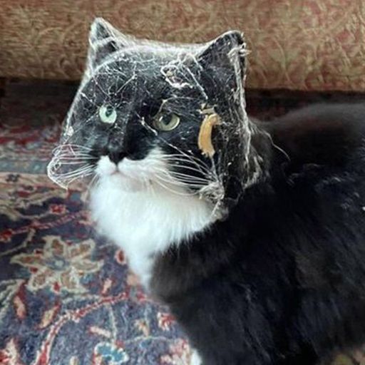 webcat