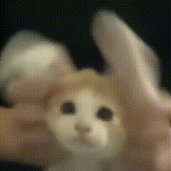 钢琴猫