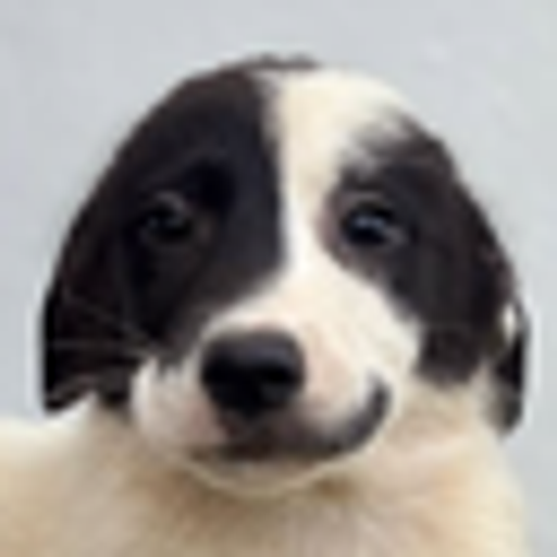 CHILLDOG