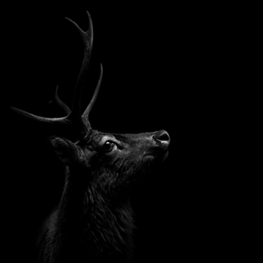 Reindeer