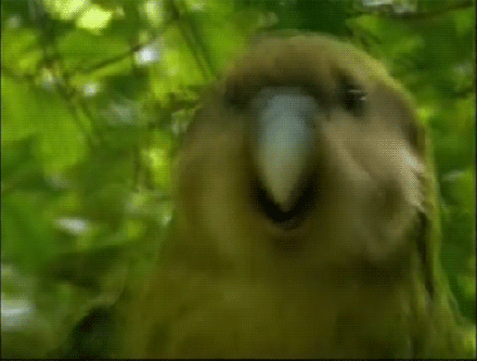 Kakapo