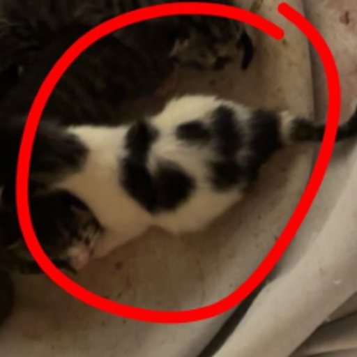67Kitten