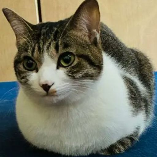 GIGACAT