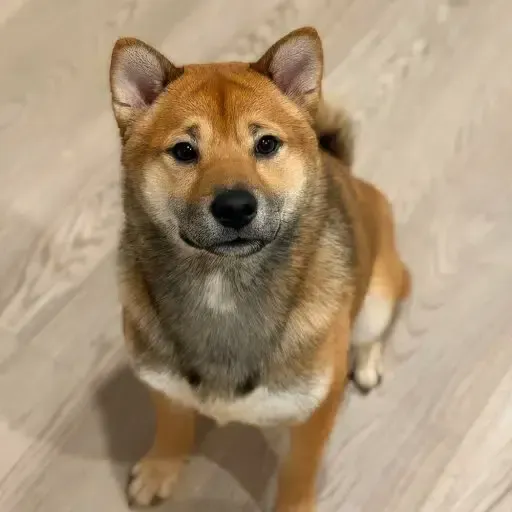 pUP