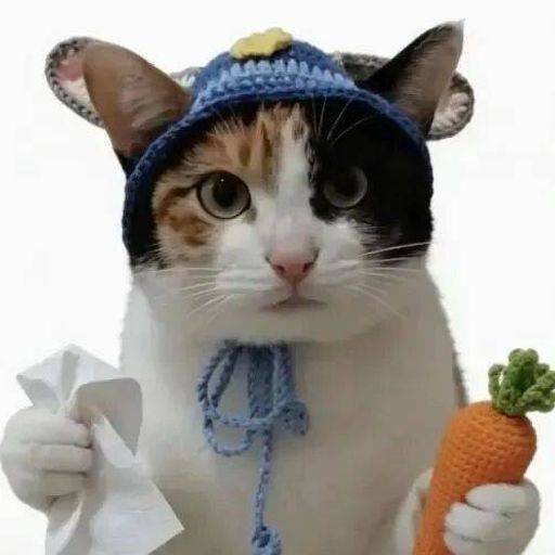 萝卜纸巾猫