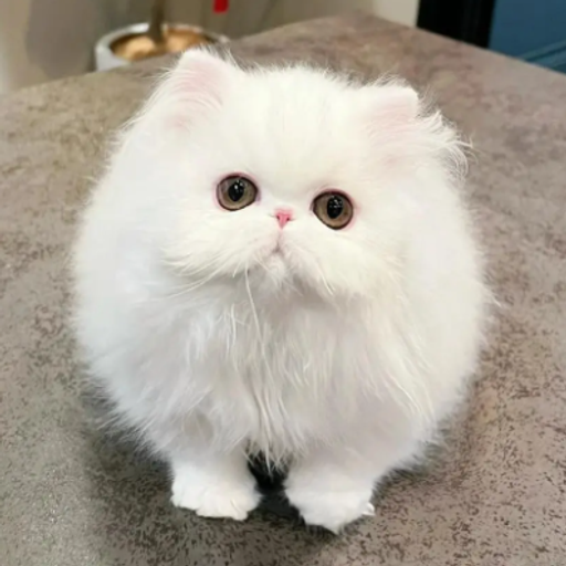 Persian