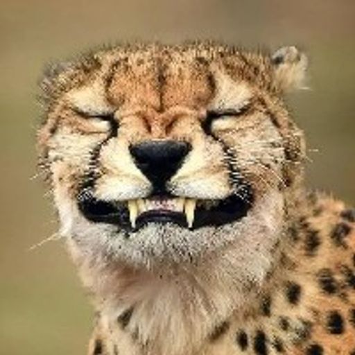 leopard