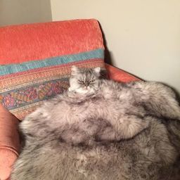 Chair cat