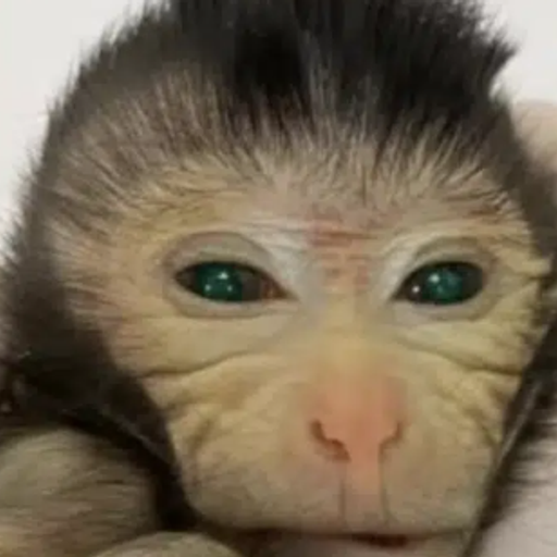Mankey
