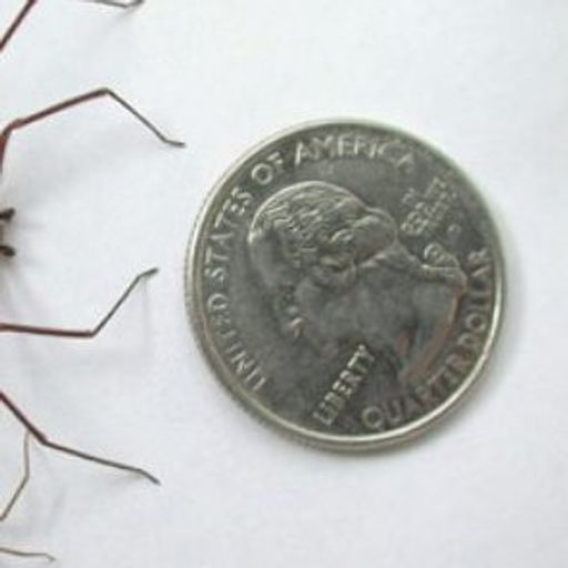 BROWNSPIDER