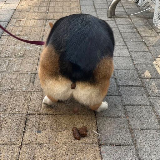 狗屎人生