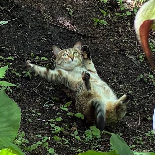 ぺろりCat