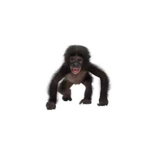 ape