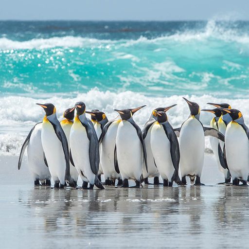 PENGUINS