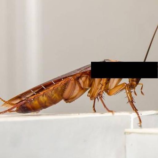 zroach