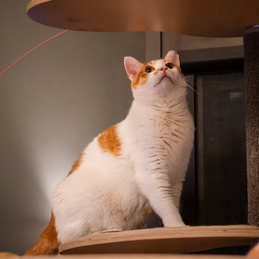 꽁꽁