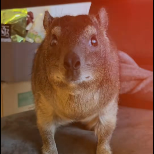 hyrax 