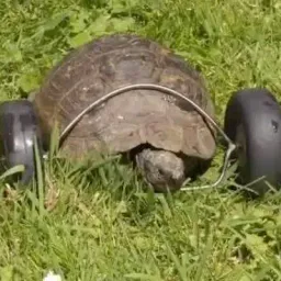 mrsT
