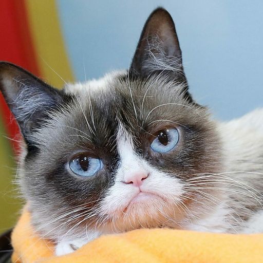 Grumpy