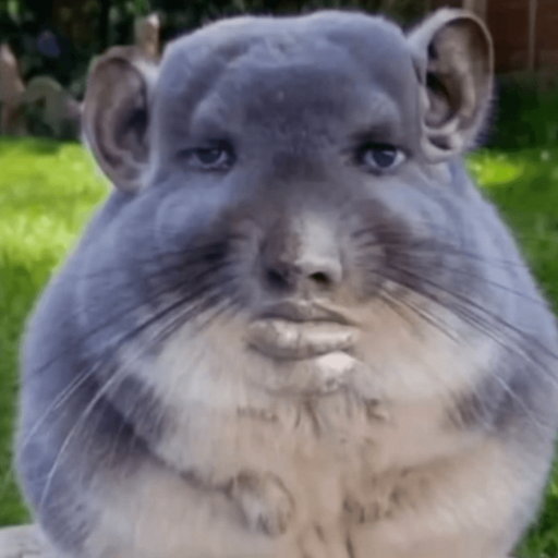 Chinchill