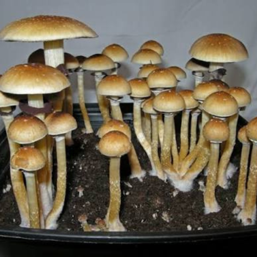 P.cubensi