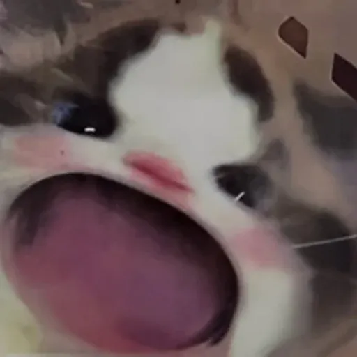 WAACAT