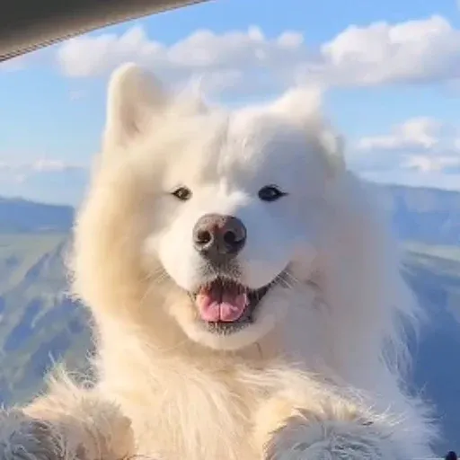 FELIX