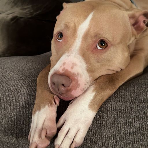 Mollybebe