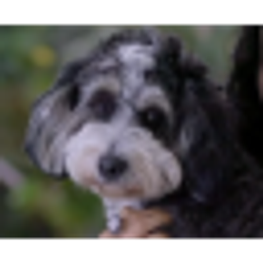 Josie