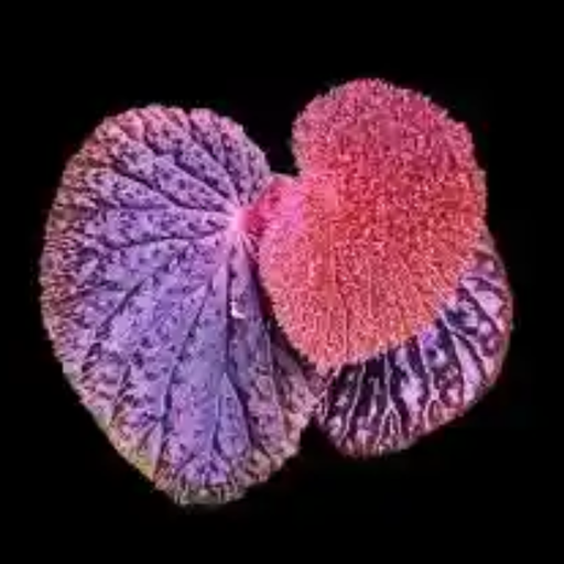 Begonia