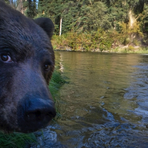 bear 