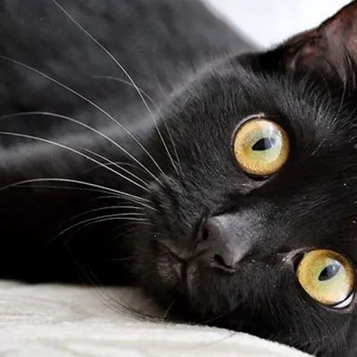 BWcat