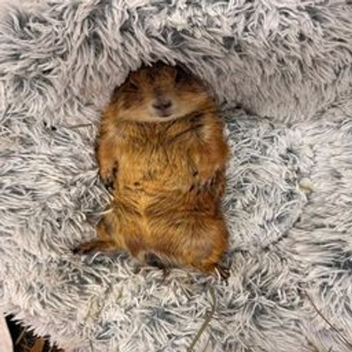 RYE