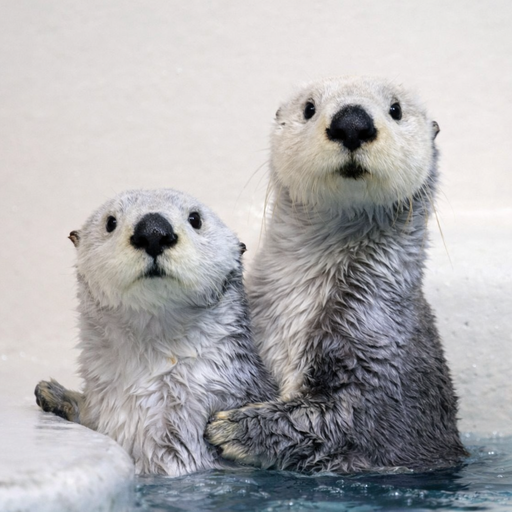 OTTERCTRL
